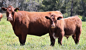 About Turanville Shorthorn Cattle Farm Scone