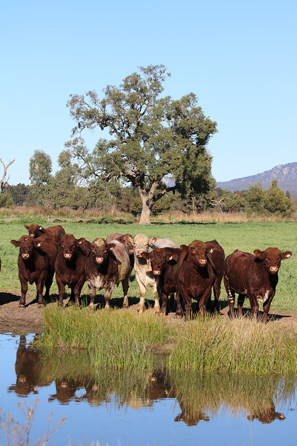 Turanville Shorthorns Cattle - Hunter valley bull sale