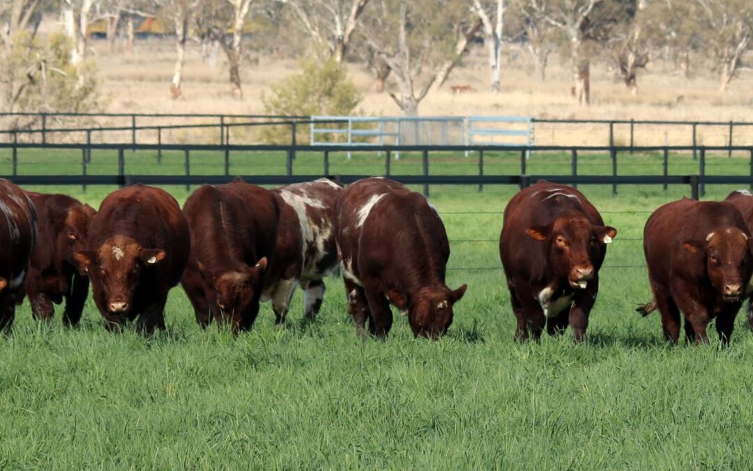 Turanville 2023 Bull Sales – Count Down is On!